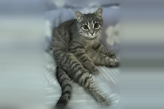 Пропала кошка, улица Воровского, 137, Киров - photo