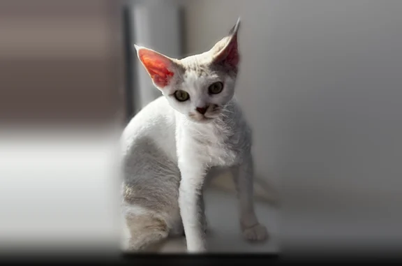 Пропала кошка, улица Борко, 2, Ростов-на-Дону - photo