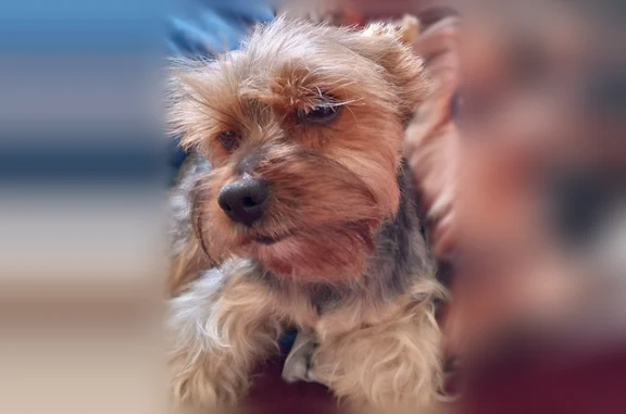 Пропала собака, улица Николая Ильина, 2А, Волгоград - photo