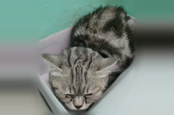 Найдена кошка, Томск, фото: Найдена кошка, улица Дзержинского, 26, Томск — котёнок или кошечка