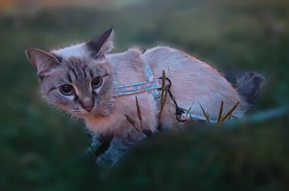 Пропала кошка, Учебный переулок, Самара — молодая, миниатюрная, голубые глаза - photo