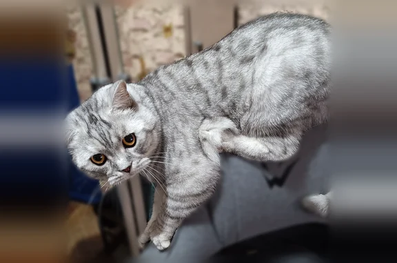 Пропала кошка, Брюховецкое — коту 2 года, вес 5,6 кг - photo