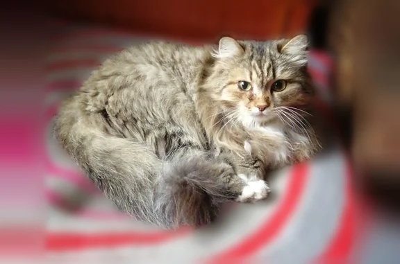 Кошки потеряшки, Кемерово, фото: Потеряшка кошка, Осиновская улица, 35, Кемерово — пушистая, на лбу буква М, правый глазик слизится