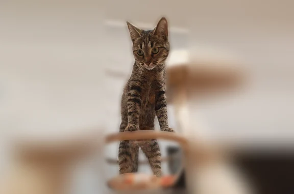 Пропала кошка, улица Гоголя, 4, Саратов — серая полосатая, с рыжеватым пузиком - photo