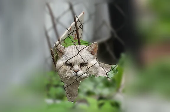 Пропала кошка, улица Шишкова, 6, Тверь - photo
