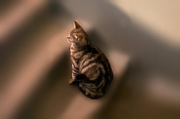 Объявления о пропавших и найденных животных, Новокузнецк, фото: Найдена кошка, улица Пржевальского, 16, Новокузнецк — беременная