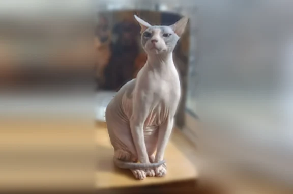 Пропала кошка, улица Богдана Хмельницкого, 132, Уфа — светло-серая, очень ласковая - photo