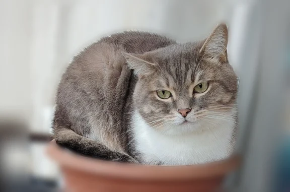 Пропала кошка, улица Гайдара, 7, Лысьва — крупная, ухоженная, боится улицы - photo