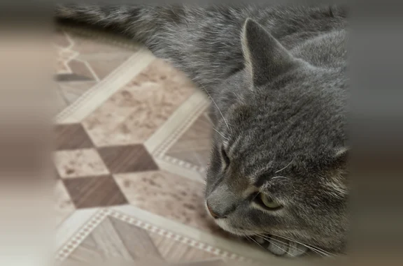 Пропала кошка, улица Мира, 1, Назарово — кот ушёл гулять вечером и не вернулся - photo