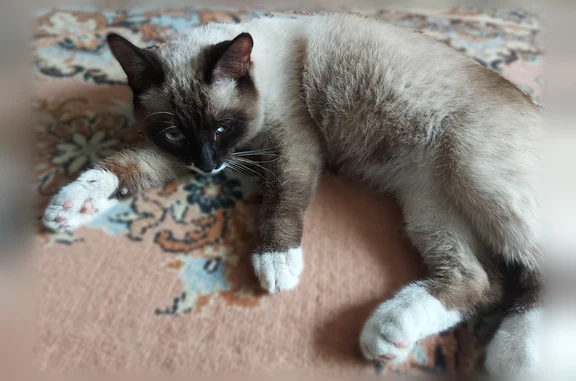 Найдена кошка, Уссурийск, фото: Найдена кошка, улица Ленина, 120, Уссурийск — ласковая, ручная