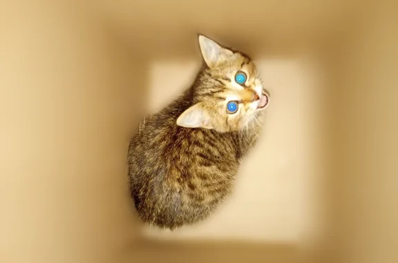 Найдена кошка, Бирск, фото: Найдена кошка, улица Мира, 144, Бирск — котёнок с ошейником