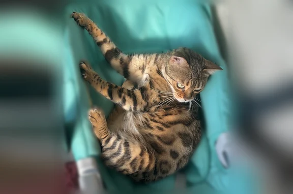 Пропала кошка, улица им. Семашко, 24, Волгоград — бенгальская кошка - photo