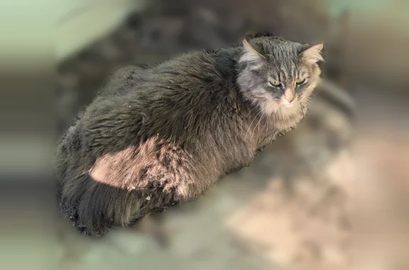 Найдена кошка, Саратов, фото: Найдена кошка, Ипподромная улица, 3, Саратов — серенький котик, плачет, лапка болит