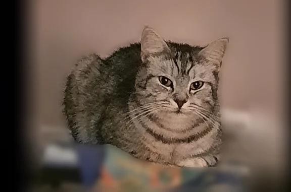 Пропала кошка, улица Спицына, 3, Верхняя Пышма — серый кот в полоску, с 