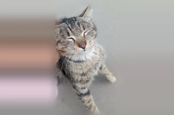Найдена кошка, Иркутск, фото: Найдена кошка, улица Академика Образцова, Иркутск — полосатая с белыми лапками и грудкой
