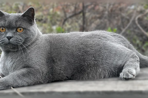 Пропала кошка, Барнаул — серая британка, осторожная - photo