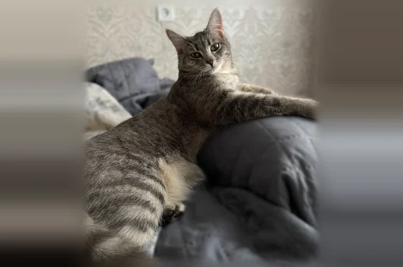 Пропала кошка, Акварель — стройная, худенькая девочка - photo