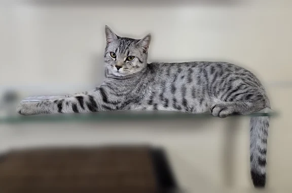 Пропала кошка, Козьмодемьянск, Марий Эл — пугливый, не уличный - photo