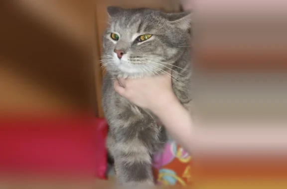 Найдена кошка, улица Филиппова, 16, Новокузнецк — серый с полосками, ласковый, приучен к лотку - photo