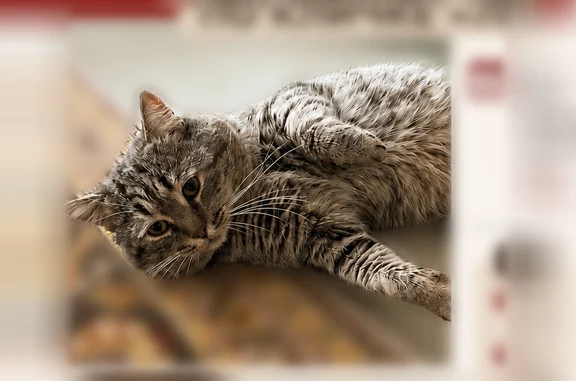 Кошки потеряшки, Семендер, фото: Потеряшка кошка, Таёжная улица, 2, Семендер — серый в полосочку, жёлтые глаза, шрам на правом ухе