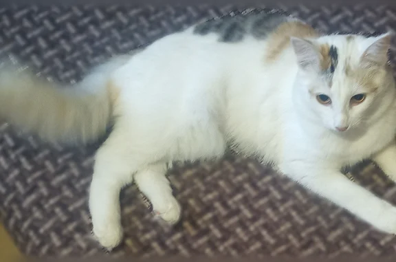 Пропала кошка, 5-й переулок Чкалова, 5, Иваново — трёхцветная, больше белого окраса - photo