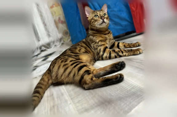 Найдена кошка, Павлово, фото: Найдена кошка, Павлово, Нижегородская область — бенгальский кот
