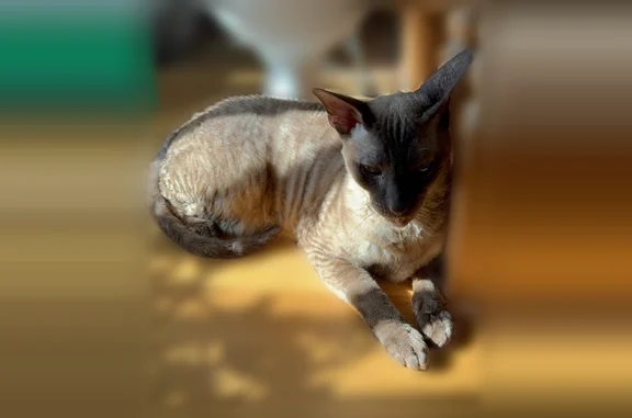 Пропала кошка, Счастливая улица, 4, Санкт-Петербург — серый корниш-рекс, 7 лет, кастрирована, чипирована - photo