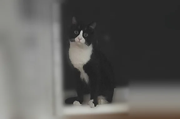 Найдена кошка, Тула, фото: Найдена кошка, ул. Фрунзе, Тула — очень ласковая и умная
