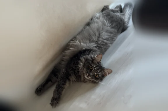 Пропала кошка, Луговая улица, 2Г, Смышляевка — пушистая, ласковая - photo