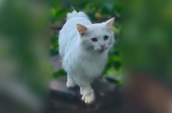 Найдена кошка, Тверь, фото: Найдена кошка, Тверь — пушистая белая, глаза разного цвета