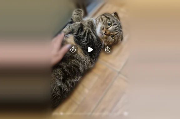 Пропала кошка, Зелёная улица, 5, Бершеть — серо-коричневая, вислоухая, выбежала из дома - photo
