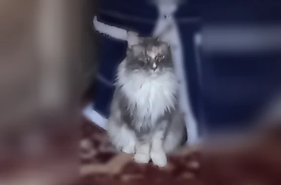Пропала кошка, Юбилейная улица, 8, Шарья — трёхшерстная, белый треугольник на носу - photo