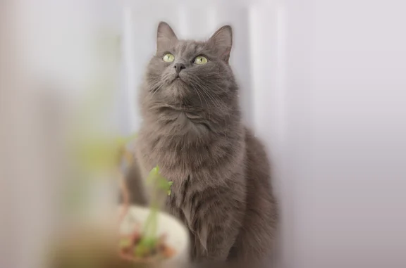 Пропала кошка, проспект Космонавтов, 82, Санкт-Петербург — крупная, серая-голубая, пугливая - photo