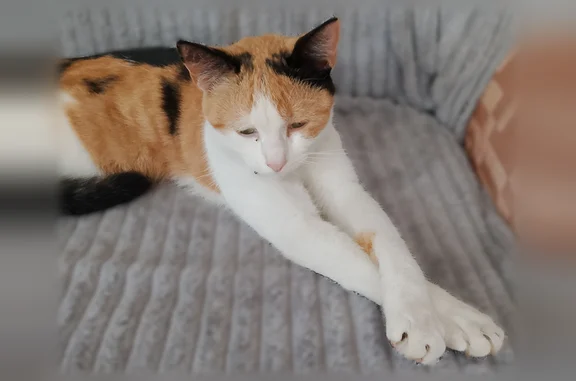 Кошки потеряшки, Толмачево, фото: Потеряшка кошка, Школьная улица, 11, Толмачево — молодая, трёхшерстная, со светлым ошейником