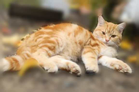Кошки потеряшки, Шахты, фото: Потеряшка кошка, Шахты, Ростовская область, Шахты — рыжий, ласковый, кастрированный кот