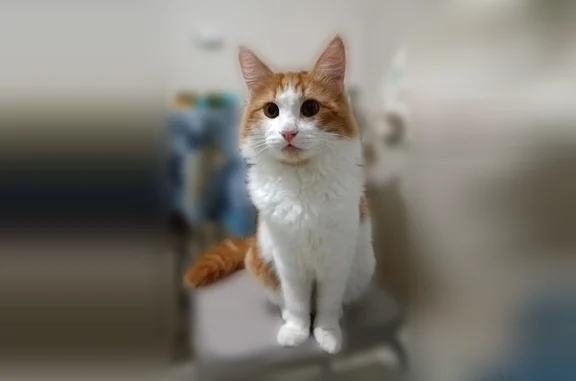 Потерянные животные Завьялово, фото: Пропала кошка, Лазоревая улица, 34, Завьялово — бело-рыжая, кастрированная