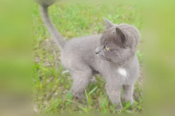 Найдена кошка, Белорецк, фото: Найдена кошка, улица Гафури, 142А, Белорецк — гуляет на территории больницы