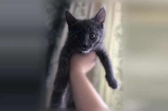 Пропала кошка, улица Чехова, 21А, Бугульма — котёнок - photo