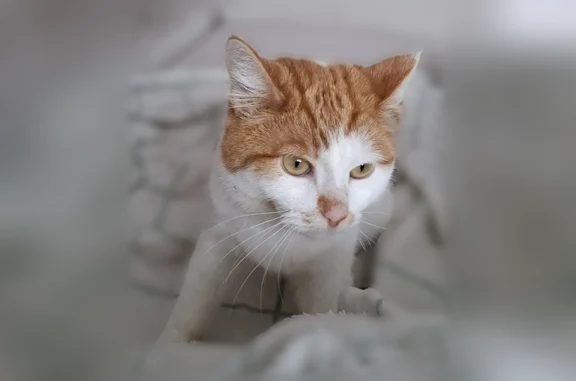 Кошки потеряшки, Югорск, фото: Потеряшка кошка, Югорск — два рыжих пятна на боку, жёлтые глаза, пугливая, плохо видит