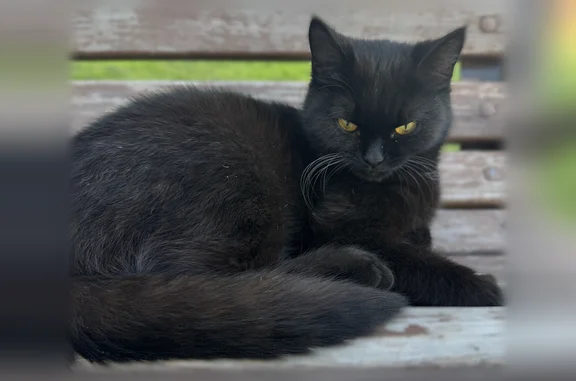 Найдена кошка, Октябрьский, фото: Найдена кошка, Мошковский район, поселок Светлый, французский квартал, дом 6, Октябрьский — молоденькая, ласковая, чёрная с белым на груди