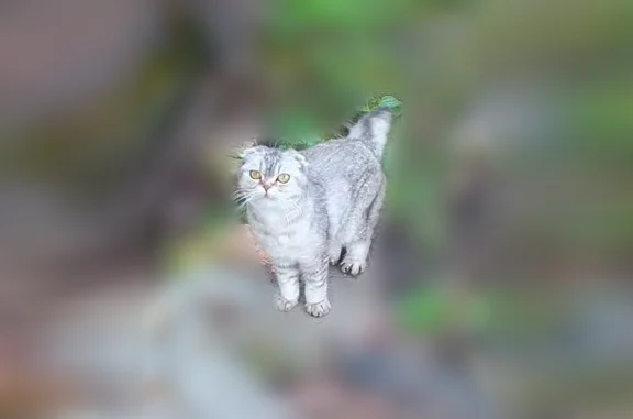 Найденные животные Куликовский, фото: Найдена кошка, Куликовский, Орловская область — серого цвета, шотландская вислоухая