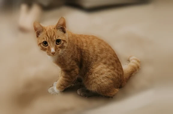 Пропала кошка, Загустайская улица, 9, Улан-Удэ — рыжая, полосатая, без кончика на левом ушке - photo