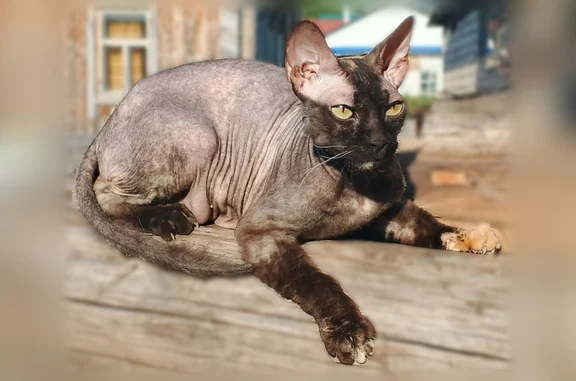 Найденные животные коттеджный поселок Спутник, фото: Найдена кошка, тупик Чеверева, 10А, Октябрьский, коттеджный поселок Спутник — сфинкс, зелёные глаза
