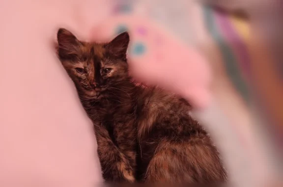 Пропала кошка, улица Белинского, 4, Глазов — пятнистая, пушистая, с карими глазами - photo