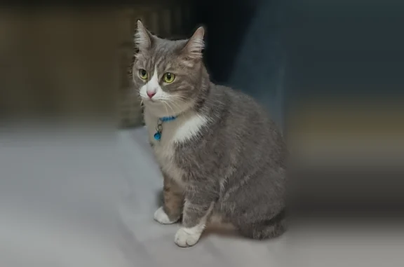 Найденные животные Челябинск, фото: Найдена кошка, улица Горького, 8, Челябинск — с голубым ошейником, домашняя