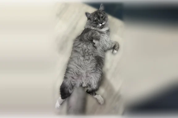 Пропала кошка, Инженерная улица, 10, Иркутск — откликается на Лаки и Ким, серый с отливом - photo