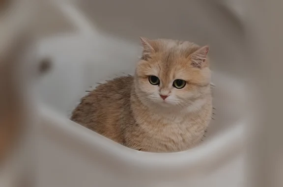 Пропала кошка, Пшеничная улица, 1/7, Ростов-на-Дону — светлый бежево-белый окрас - photo