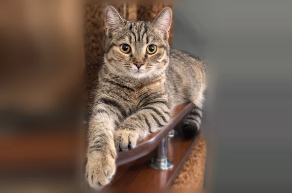 Пропала кошка, улица Котовского, 14В, Толмачёво, Толмачево — молоденькая, стерилизованная, с рыжим пятнышком на лбу - photo