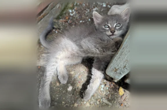 Найдена кошка, Краснодар, фото: Найдена кошка, Константиновский переулок, 8, Краснодар — мальчик, около 3 месяцев
