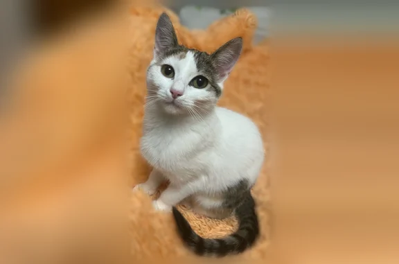 Пропала кошка, Весенняя улица, 3, Удомля — трёхшерстная, белый окрас, пятно в форме сердца у бедра - photo